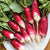 French Breakfast heirloom radish seeds