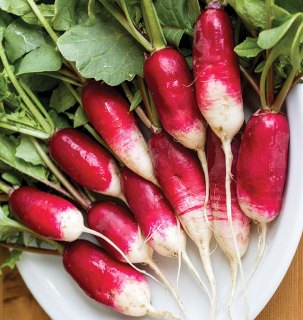 French Breakfast heirloom radish seeds