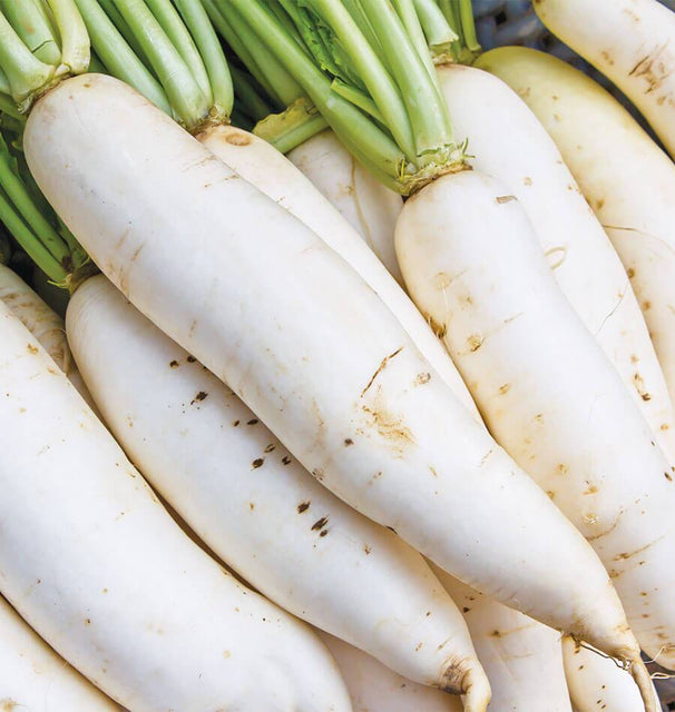 Miyashige White Neck Daikon Radish Seeds