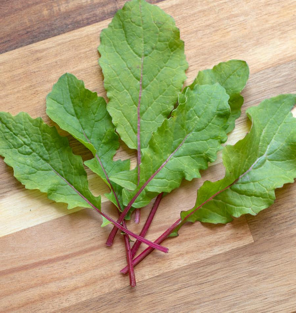 RD699 Saisai Purple Leaf Radish