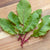 RD699 Saisai Purple Leaf Radish