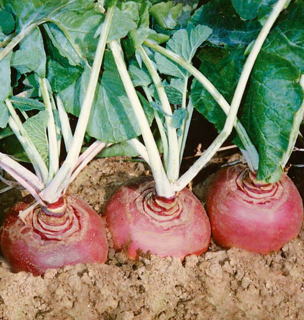 Graines De Rutabaga 'Col Vert' - Batlle - Sachet De 10g (environ 3000 Graines) - Légume Racine D'automne-hiver Rustique - 2