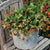 Rose Berries Galore Strawberry Seeds