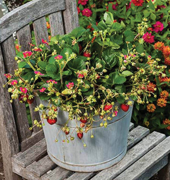 rose strawberry seeds Rose Berries Galore F1
