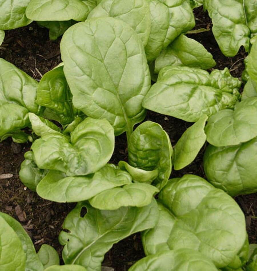 Olympia F1 Spinach Seeds – West Coast Seeds