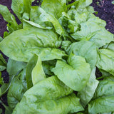 Monstrueaux de Viroflay Spinach Seeds SP713-3