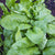 Monstrueaux de Viroflay Spinach Seeds SP713-3
