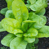 Monstrueaux de Viroflay Spinach Seeds SP713-4