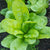 Monstrueaux de Viroflay Spinach Seeds SP713-4