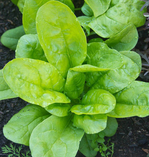 Monstrueaux de Viroflay Spinach Seeds SP713-4