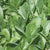 Seaside Spinach Seeds