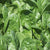 Seaside Spinach Seeds