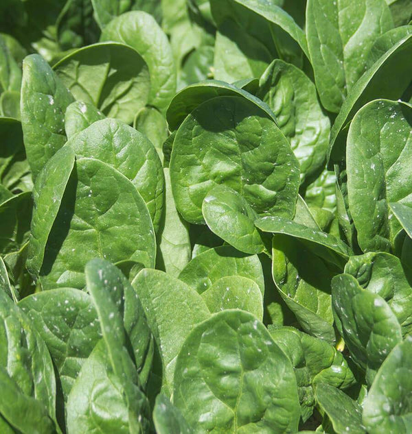 Seaside Spinach Seeds