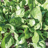 Yukon Spinach Seeds