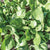 Yukon Spinach Seeds