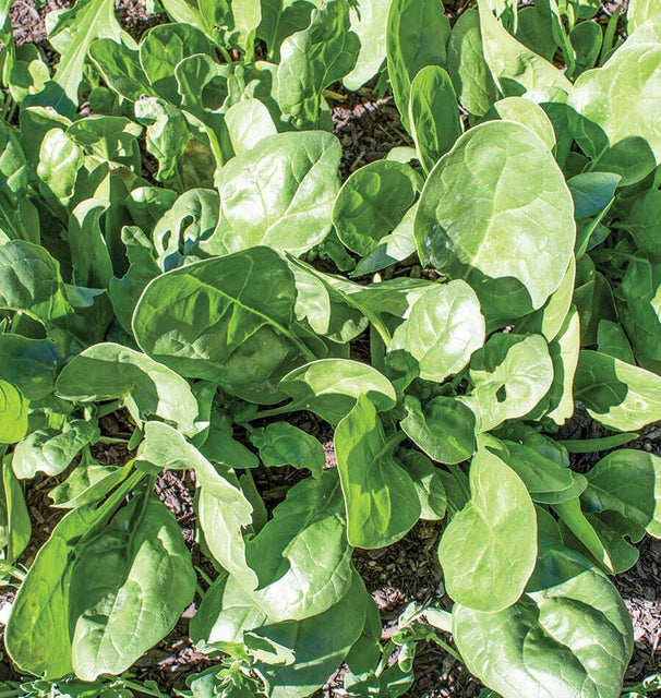 Yukon Spinach Seeds