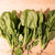 Yukon Spinach Seeds