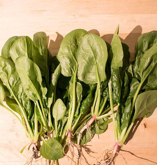 Yukon Spinach Seeds