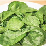 Yukon Spinach Seeds