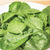 Yukon Spinach Seeds