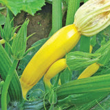 Goldy Organic Squash Seeds