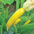 Goldy Organic Squash Seeds