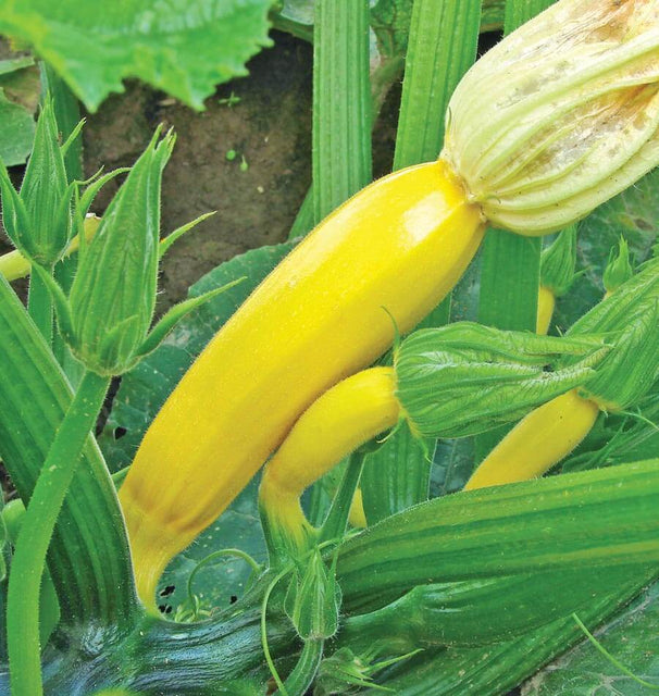Goldy Organic Squash Seeds