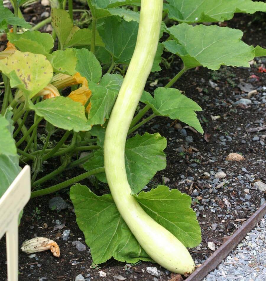 Tromboncino Squash Seeds – Grow 20 Plants – CZ Grain Heirloom Vegetable Seeds