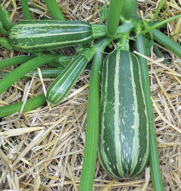 Bush Baby Marrow Seeds