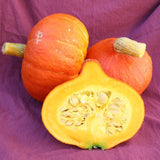 Uchiki Red Kuri Organic