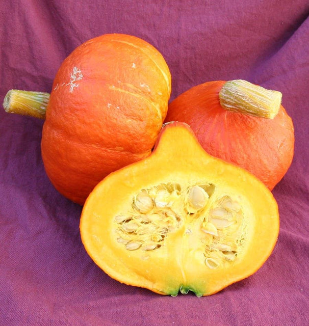 Uchiki Red Kuri Organic