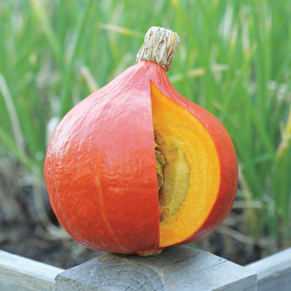Red curry squash new arrivals