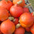 Uchiki Red Kuri Organic