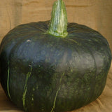 Burgess Buttercup