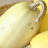 Spaghetti Squash