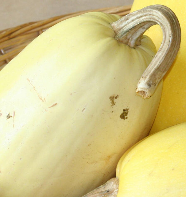 Spaghetti Squash