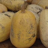 Spaghetti Squash