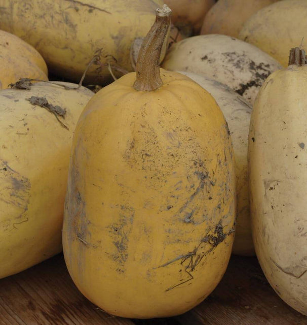 Spaghetti Squash