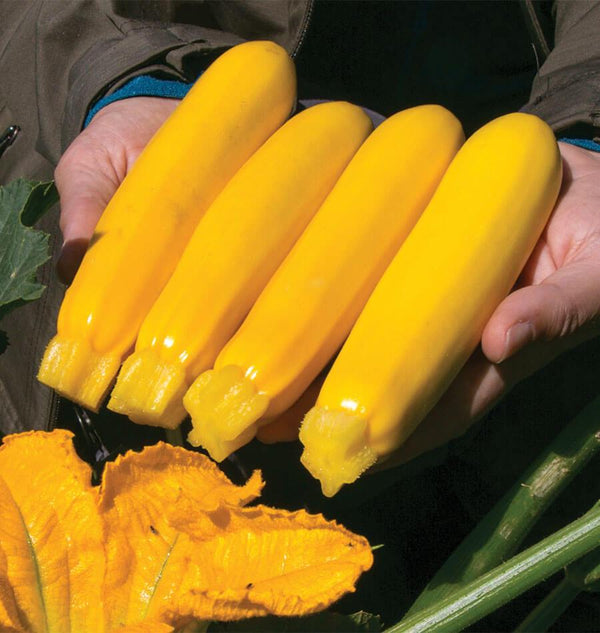 Yellowfin Organic Zucchini Seeds