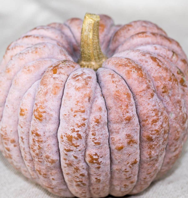 SQ803 Black Futtsu Early Squash