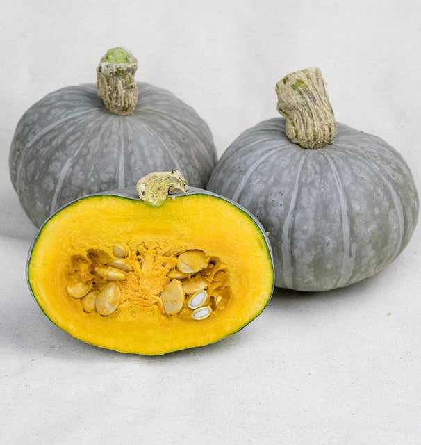 plant kabocha squash seeds Shokichi Green Mini Kabocha