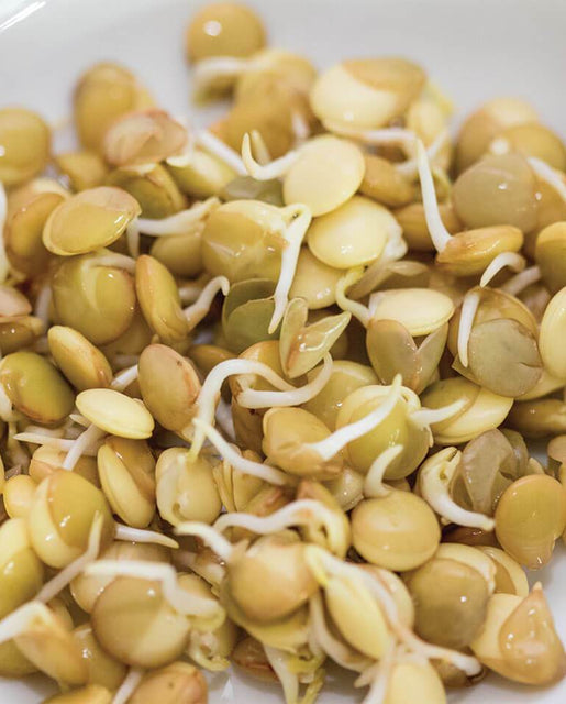 Green Lentils Organic Sprouting Seeds