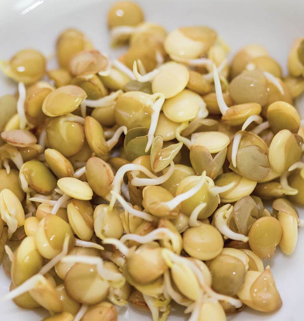 Green Lentils Organic Sprouting Seeds
