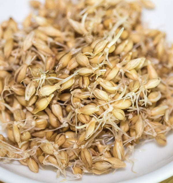 Barley Organic Sprouting Seeds