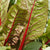 Rhubarb Chard