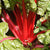 Rhubarb Chard
