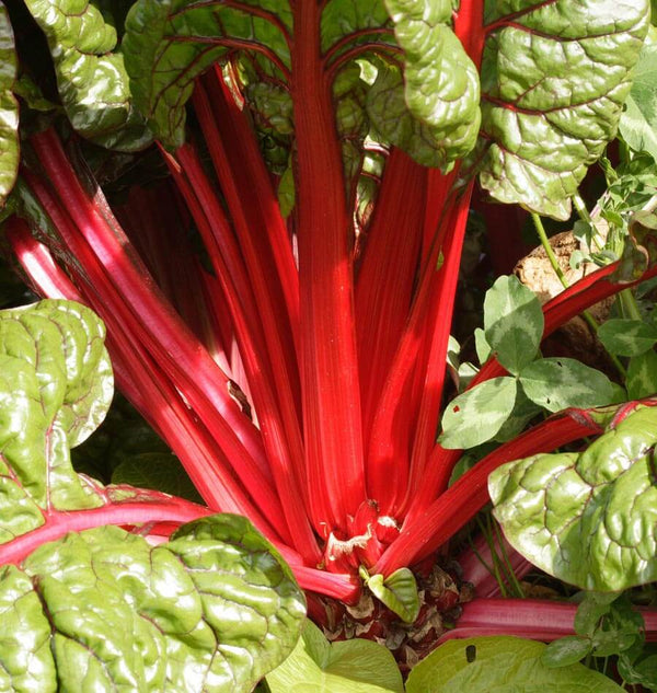 Rhubarb Chard