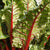 Rhubarb Chard