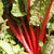 Rhubarb Chard
