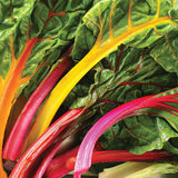 Celebration Swiss Chard Blend